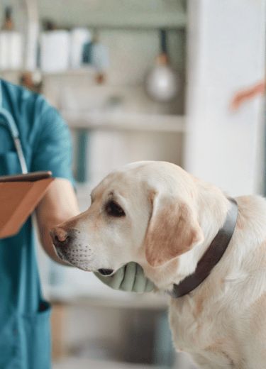 Protect Their Smiles, Ensure Their Health