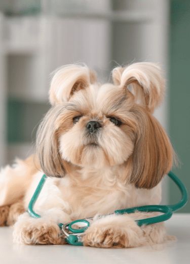 Building Lifelong Bonds with You and Your Pets