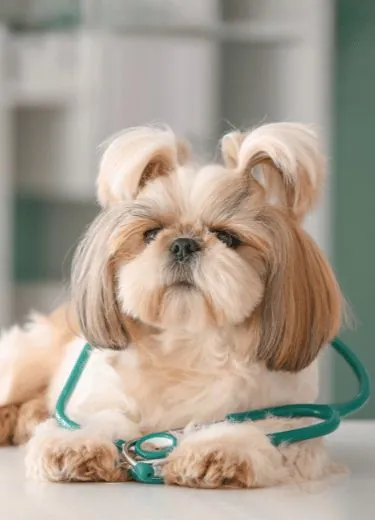 Building Lifelong Bonds with You and Your Pets