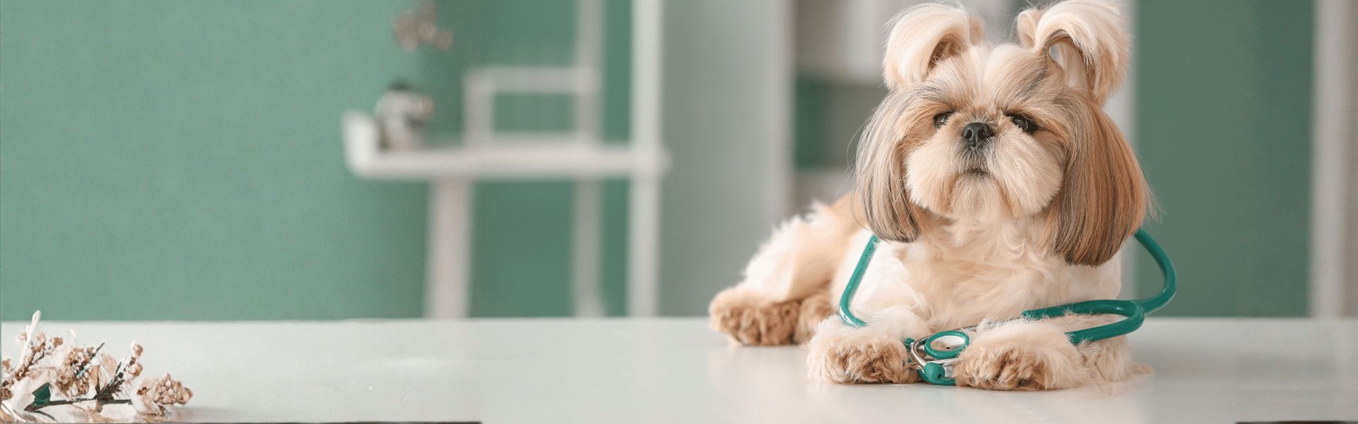 Building Lifelong Bonds with You and Your Pets