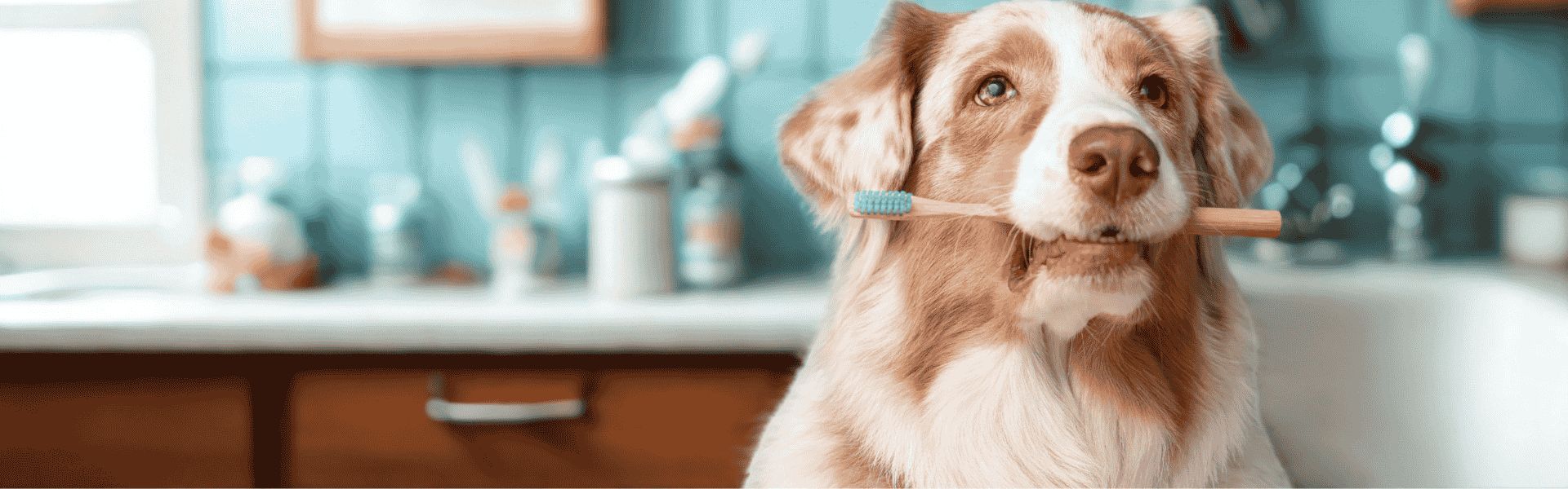Expert Pet Dental Cleaning & Care