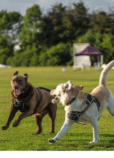 Spay and Neuter Surgery