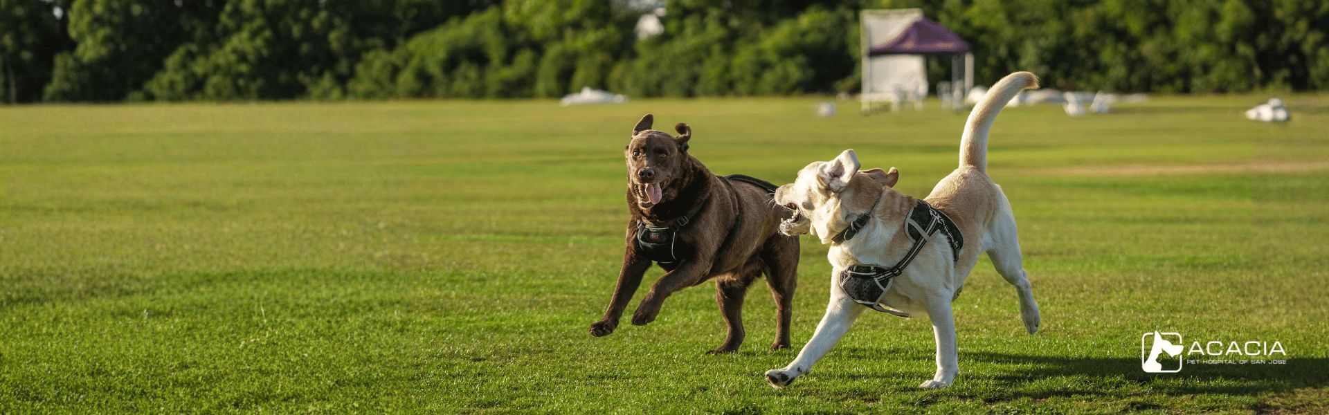 Spay and Neuter Surgery