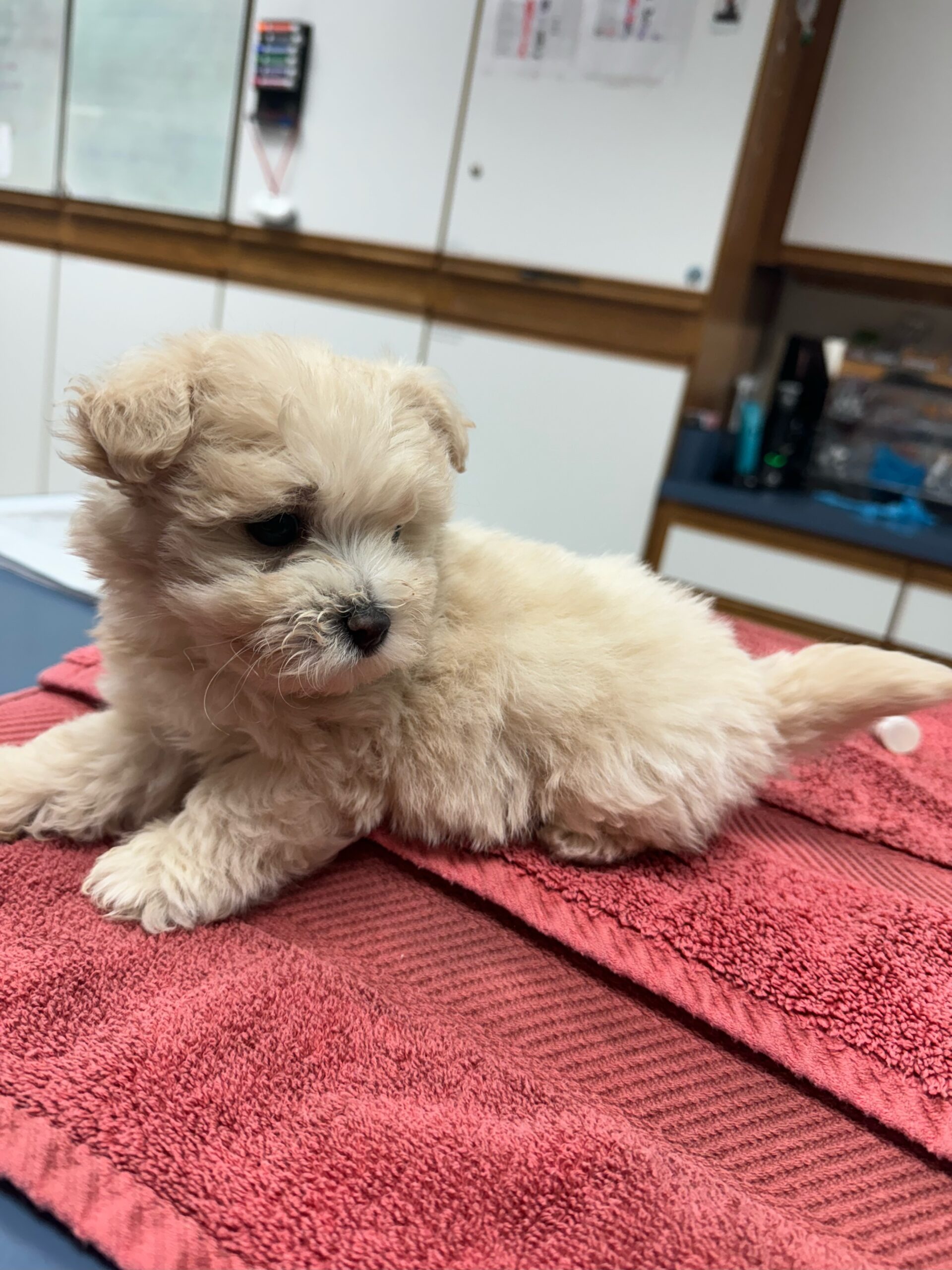 Fluffy light-colored puppy resting on a red towel in a veterinary clinic setting, representing Acacia Pet Clinic's commitment to compassionate pet care.