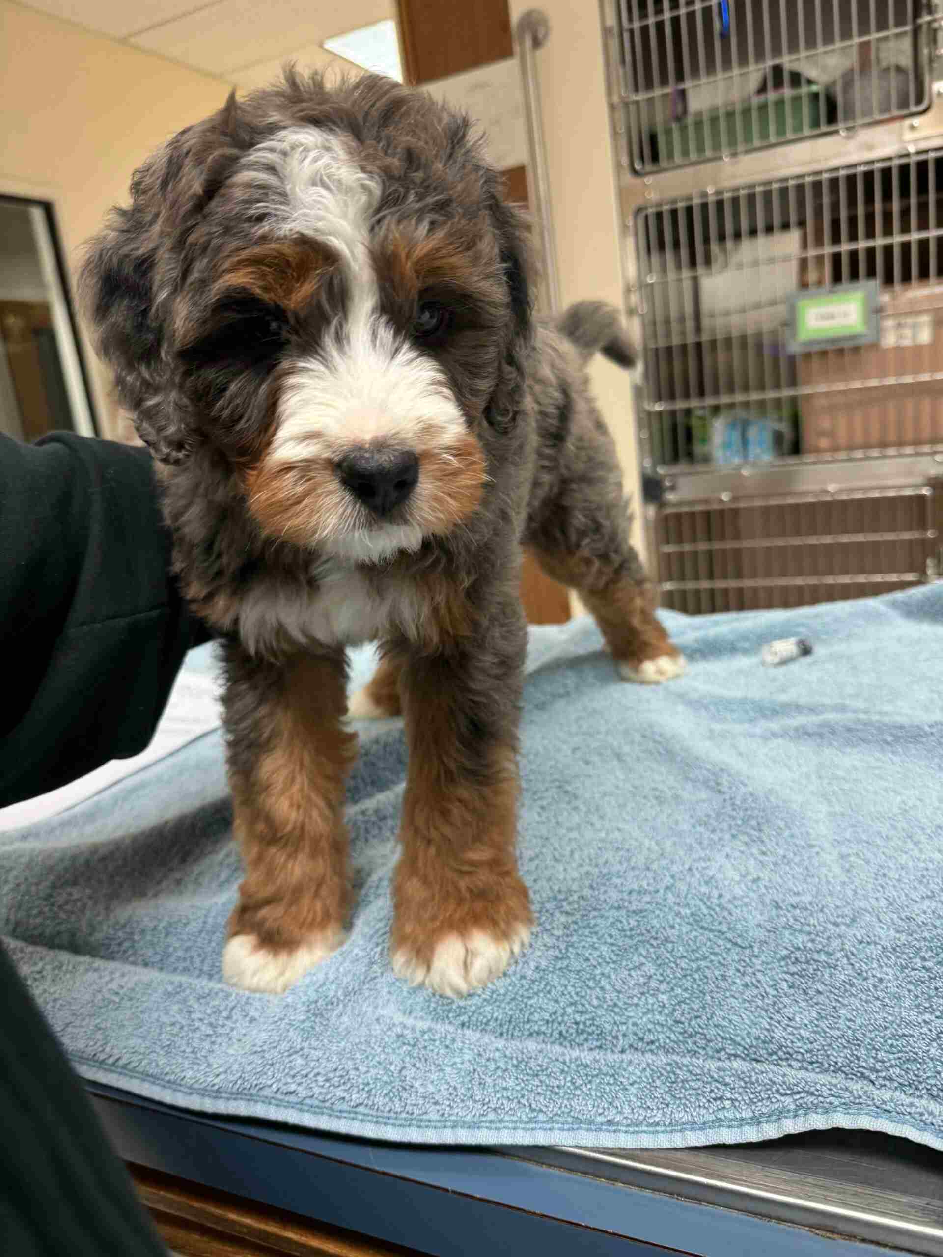 Bernedoodle puppy standing on a blue towel in a veterinary clinic, showcasing its fluffy coat and friendly demeanor, relevant to Acacia Pet Clinic's pet healthcare services.