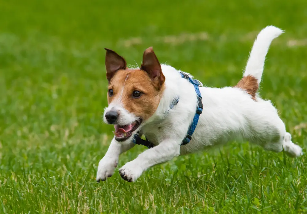 Small dog running joyfully in a grassy field, representing health and vitality for small dog owners.